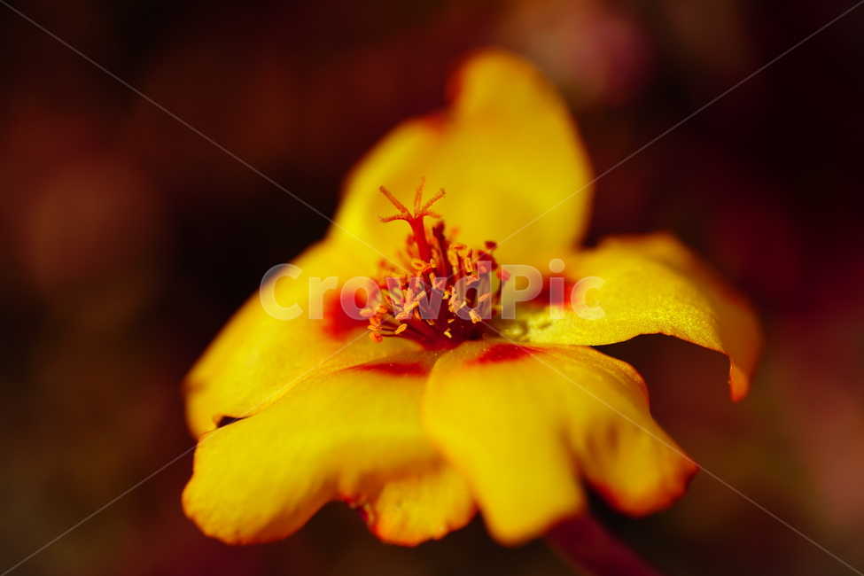 채송화,꽃,꽃밭,화단,가을,가을꽃,플라워,flower,식물,plants,자연,nature,fall,autumn,10월,october,portulacagrandiflora,rosemoss,접사,클로즈업,closeup,식물,자연,plants,nature,꽃,flower