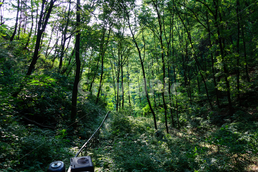 모노레일,비봉산,활공장,나무,숲,자연,풍경,nature,landscape,vegetation,초목,plant,식물,tree,forest,woodland,삼림지,outdoors,옥외,land,땅
