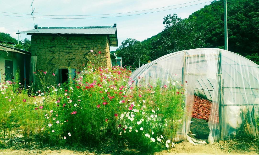 시골,비닐하우스,코스모스,가을,고추농사,시골,마을,풍경,landscape,country,rural,town