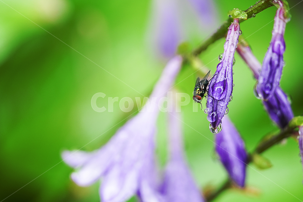 꽃,플라워,식물,생물,flower,자연,보랏빛,곤충,벌레,파리,동물,식물,자연,plants,nature,꽃,flower,동물,animal,곤충,벌레,insect,bug