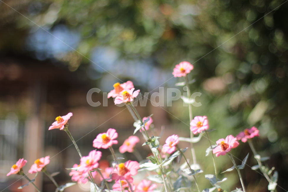 plant,식물,blossom,geranium,꽃,flower,식물,자연,plants,nature,꽃,flower