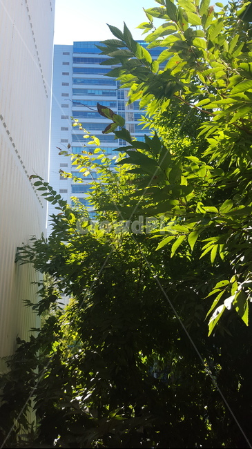 건물,나무,초록,가로수,풍경,도시,풍경,city,landscape