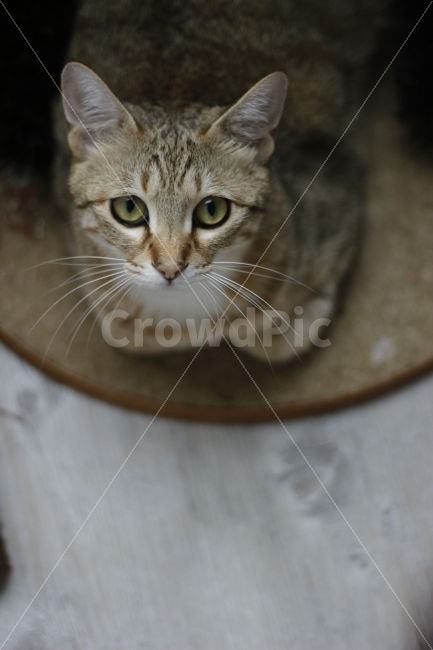 고양이,동물,반려동물,애완동물,길고양이,유기묘,반려묘,집사,캣맘,캣대디,동물,animal,포유류,mammal,고양이,cat,kitten,kitty