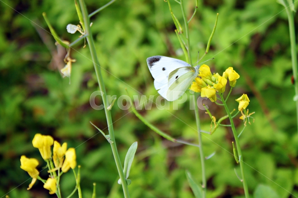꽃,나비,자연,동물,곤충,형형색색,각종나비,들판,봄,여름,nature,butterfly,flower,뷰티,cute,감성,풀,식물,식물,자연,plants,nature,꽃,flower,동물,animal,곤충,벌레,insect,bug