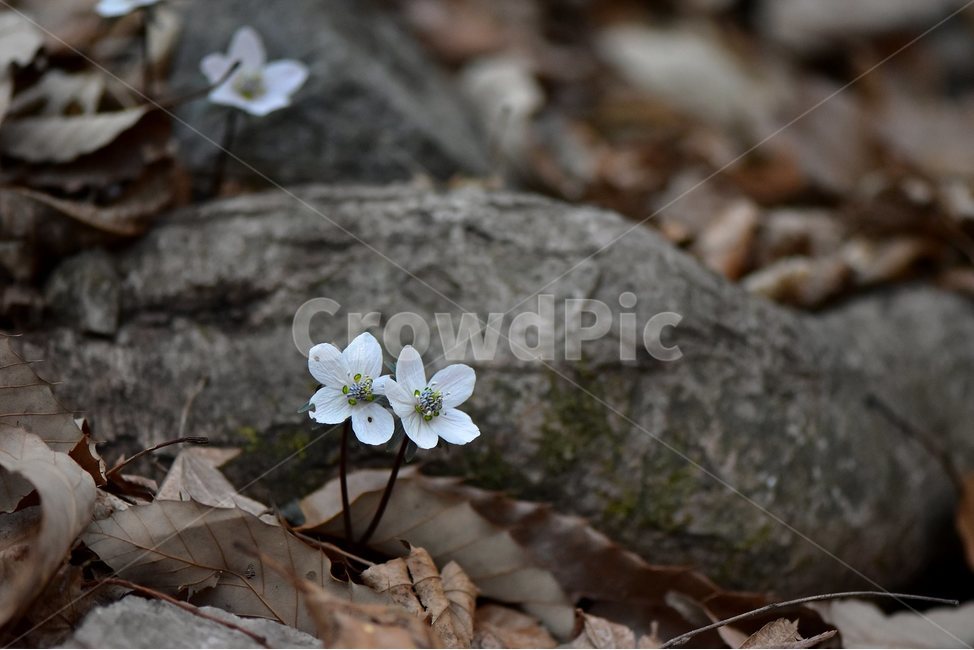 변산바람꽃,2018년,3월,야생화,꽃,생태,식물,자연,들꽃,산꽃,봄,감성,힐링,플라워,계절,시즌,wild,Flower,plants,nature,spring,season,배경,나무,목본,풀,초본,미나리아재비과,너도바람꽃속,flower,생태사진,봄꽃,변산,원조,자생지,오리지널,식물,자연,plants,nature,꽃,flower