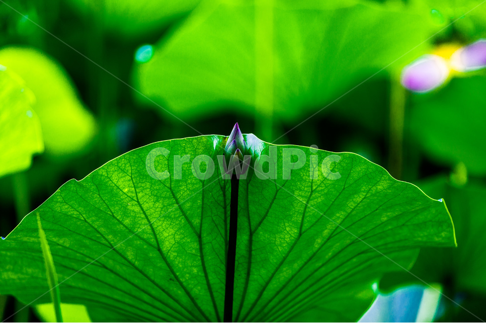 연잎,문양,무늬,패턴,자연,식물,자연,plants,nature,꽃,flower