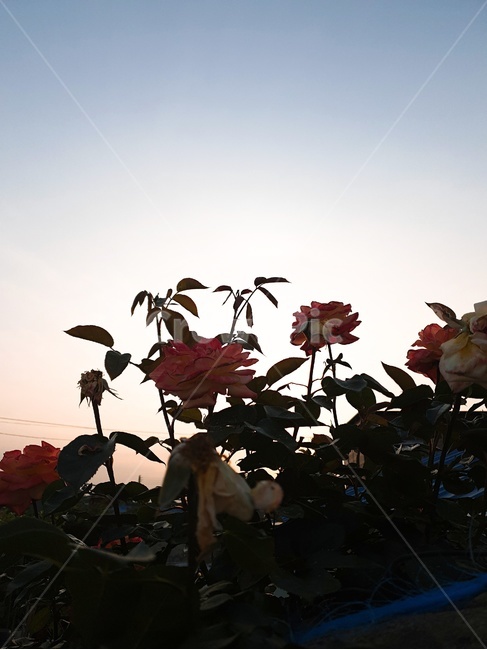 오후,장미,꽃,flower,rose