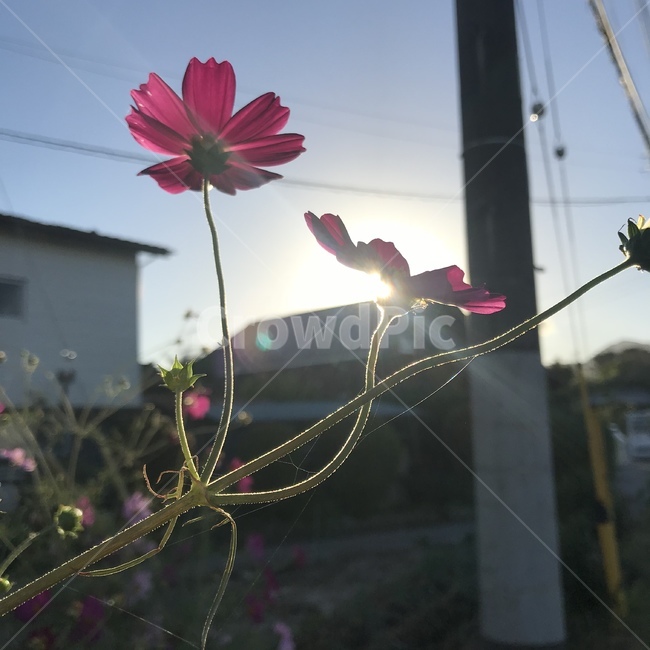 꽃,핑크,코스모스,감성,flower,식물,자연,plants,nature,꽃,flower
