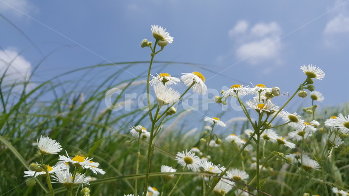 하늘,공원,자연,꽃,봄,식물,자연,plants,nature,꽃,flower