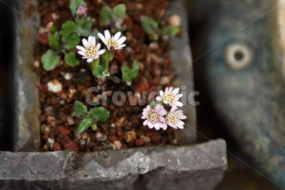 식물,꽃,감성사진,자연,flower,꽃사진,봄,봄꽃,계절,감성,4월,spring,힐링,자연풍경,풍경,봄,계절,spring,season,식물,자연,plants,nature,꽃,flower,plant