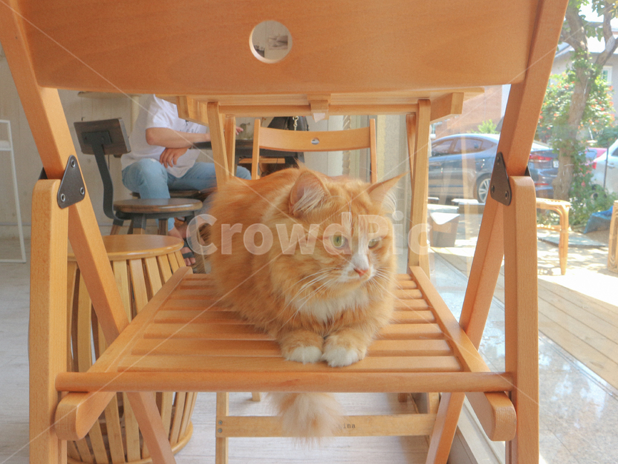 고양이,cat,햇살,동물,animall,brown,갈색,낮,sunny,sleep,sleepcat,낮잠자는고양이,애완묘,애완동물,pet