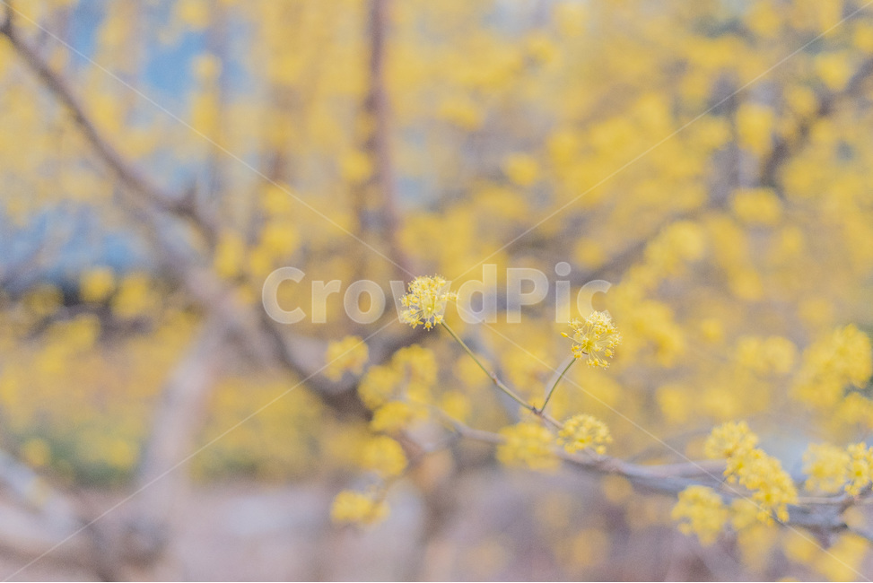 산수유,자연,꽃,봄,풍경,봄,계절,spring,season,식물,자연,plants,nature,꽃,flower,plant