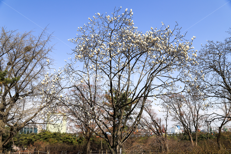 목련,봄꽃,봉오리,꽃,식물,관광지,한국,실외,자연,인천,월미산,하늘,나무,봄,계절,spring,season,도시,풍경,city,landscape,한국도시풍경,한국도시경관,korea cityscape,식물,자연,plants,nature,나무,trees,wood,plant,tree