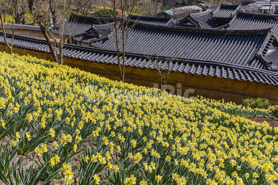 시골,꽃,수선화,하늘,전통가옥,flower,daffodil,sky,plant,tree,spring,park,garden,tilehouse,ruins,antique