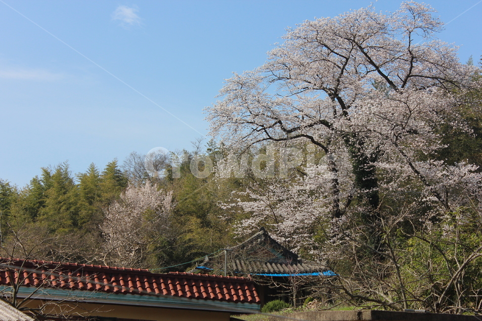 벚꽃,나무,tree,풍경,봄,좋은날씨,봄,계절,spring,season