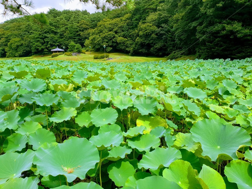 연꽃,연못,꽃,연,수련,lotusblossom,자연,풍경,nature,landscape,식물,plants,plant