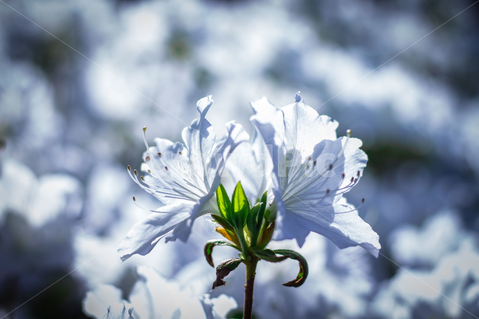 감성사진,꽃,봄,자연,식물,봄,계절,spring,season,식물,자연,plants,nature,꽃,flower,plant