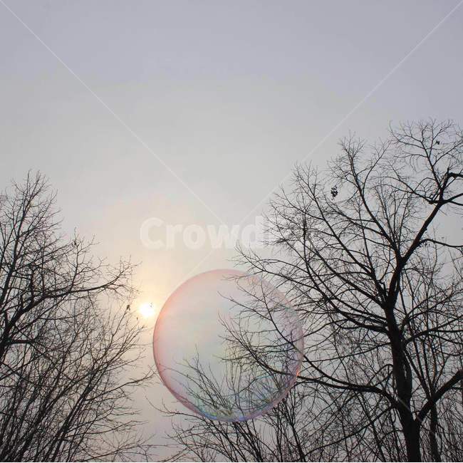 비눗방울,나무,soapbubble,baretree,겨울,자연,풍경,nature,landscape,outdoors,옥외