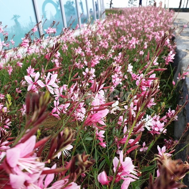 핑크,꽃,분홍꽃,계절,식물,자연,nature,flower