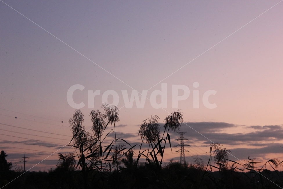 가을,계절,하늘,노을,색감,컬러,억새,갈대,풍경,시선,구름,autumn,weather,sky,sunset,color,landscape,scenery,cloud,자연,풍경,nature,landscape,감성,sensible,feeling,색깔,색상,색채,색감,color sense,color sensitivity,feeling of color,outdoors,옥외