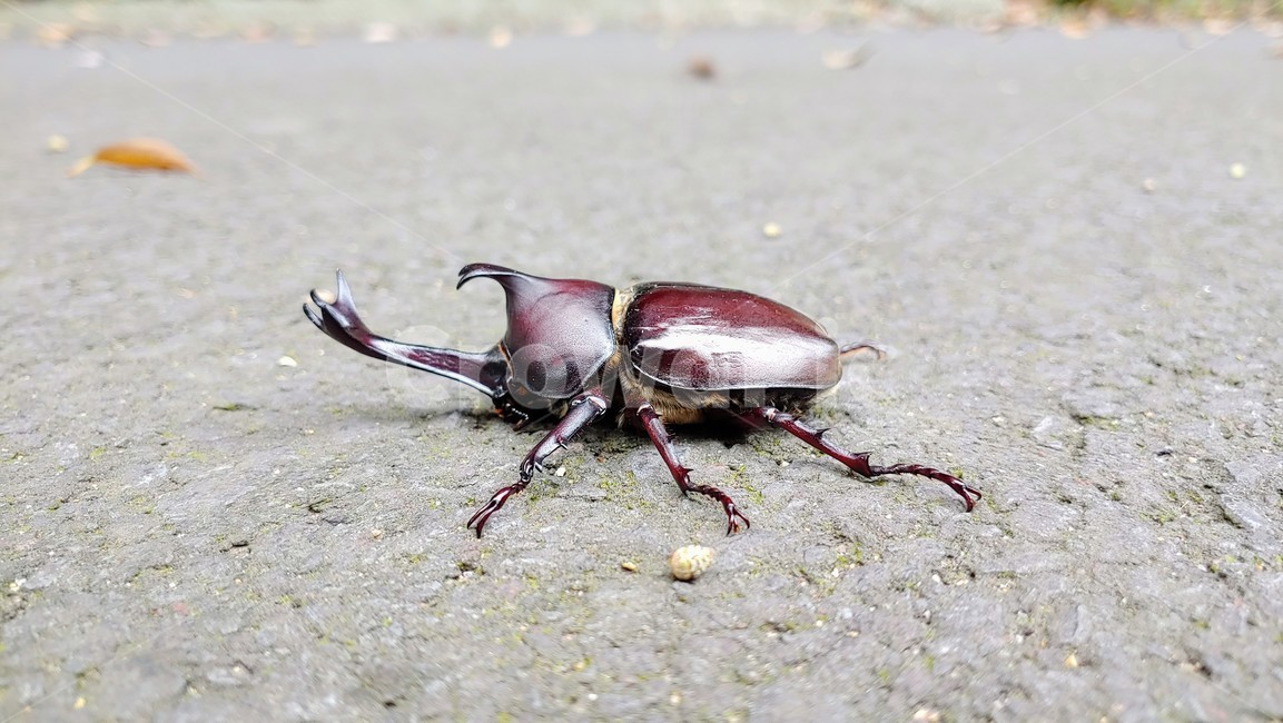 장수풍뎅이,장수풍뎅이수컷,큰뿔장수풍뎅이,코뿔소벌레,koreanrhinocerosbeetle,chalcosoma,투구벌레,곤충,벌레,insect,bug