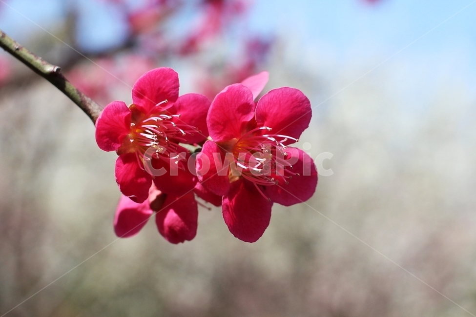 홍매화,매화,봄,봄꽃,풍경,한국풍경,봄,계절,spring,season,식물,자연,plants,nature,꽃,flower,plant,blossom,petal,꽃잎,geranium,제라늄
