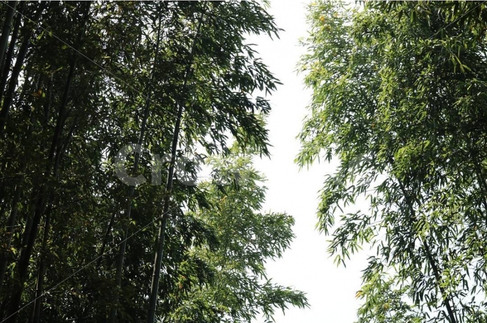 대나무,풍경,하늘,자연,전주,자연,풍경,nature,landscape,plant,식물