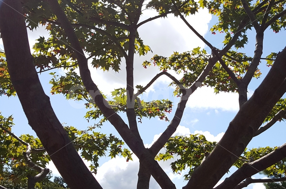 자연,나무,힐링,하늘,단풍,가을,나뭇잎,구름,화창한,맑은,눈부신,전원,nature,sky,cloud,wood,식물,자연,plants,nature,나무,trees,wood