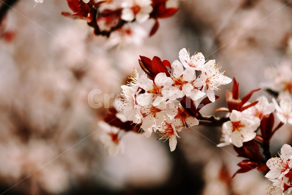 꽃,벚꽃,봄,플라워,flower,봄,계절,spring,season,식물,자연,plants,nature,꽃,flower,감성,sensible,feeling,plant