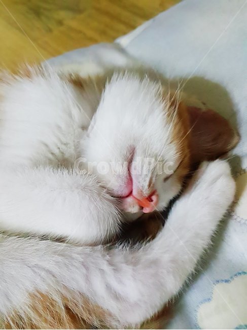 고양이,자는고양이,아기고양이,동물,귀여운동물