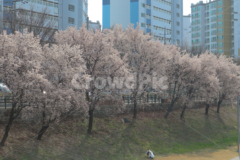 봄,spring,벚꽃,cherryblossom,분홍,분홍색,pink,flower