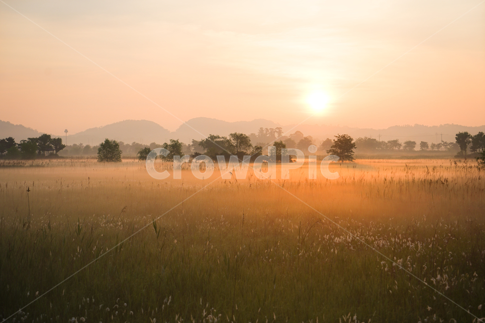 여명,안개,습지,삘기꽃,소래,가을,계절,fall,autumn,season,자연,풍경,nature,landscape,감성,sensible,feeling,색깔,색상,색채,색감,color sense,color sensitivity,feeling of color,weather,날씨,outdoors,옥외