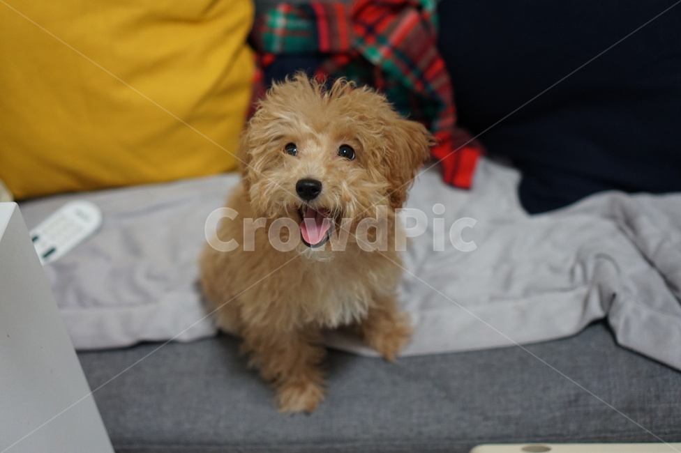 강아지,개,애견,반려견,동물,동물,animal,포유류,mammal,개,강아지,dog,doggy