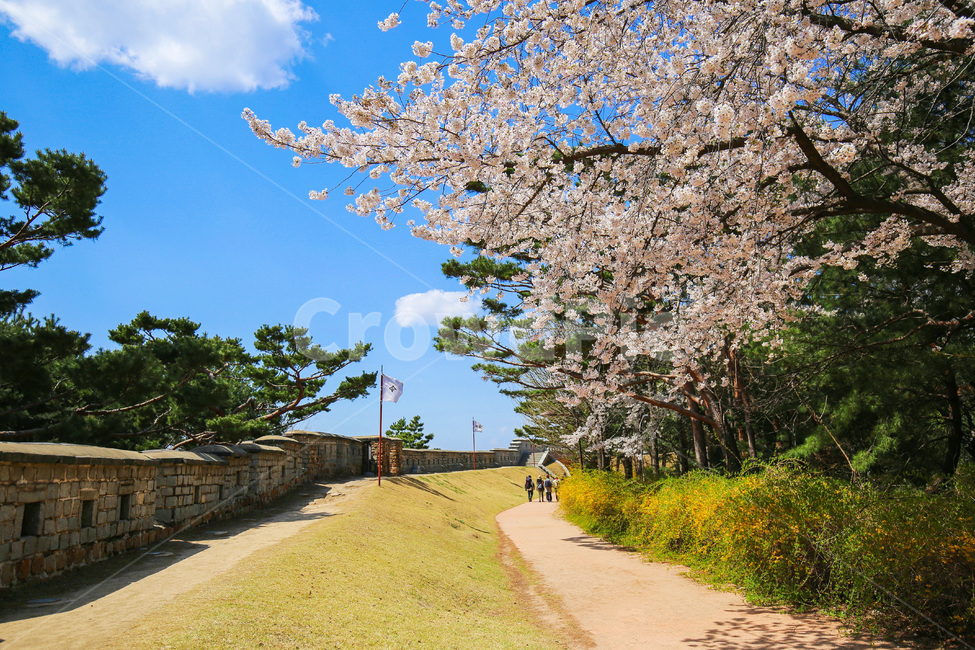 수원화성,수원화성성곽길,벚꽃,봄,성곽길,봄,계절,spring,season,한국전통,한국문화,korean traditional,korean culture,랜드마크,landmark,tourist attraction,한국랜드마크,한국관광지,한국명소,korea landmark,korea tourist attraction,plant,식물