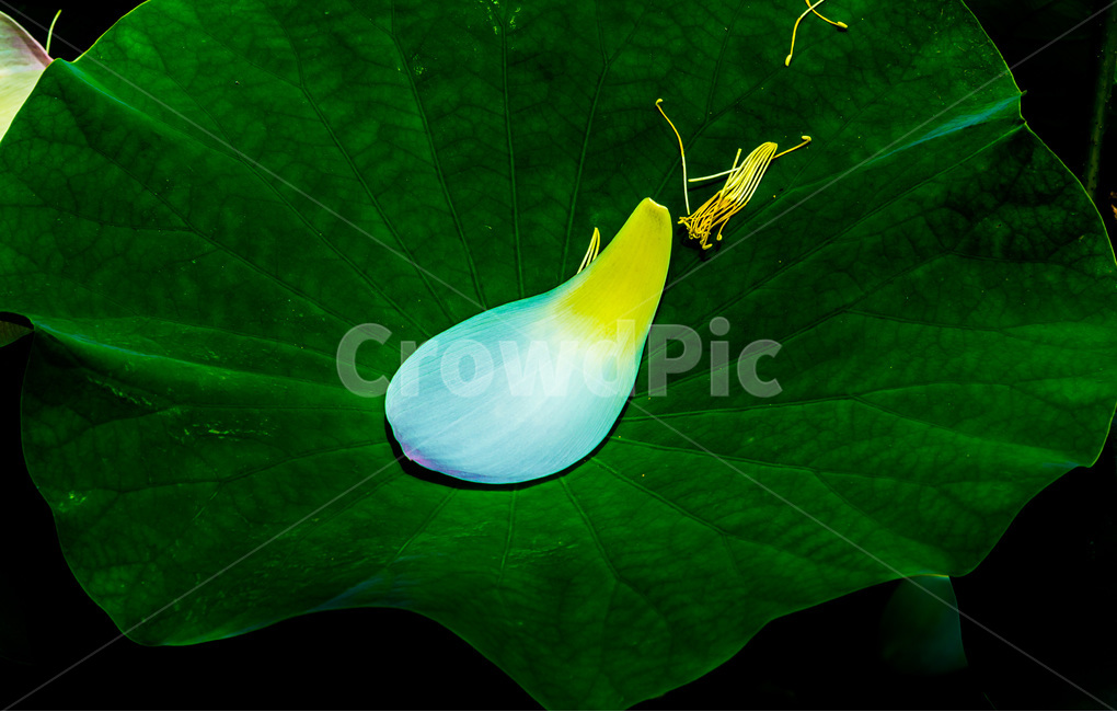 꽃잎,연잎,문양,무늬,질감,패턴,낙화,식물,자연,plants,nature,꽃,flower