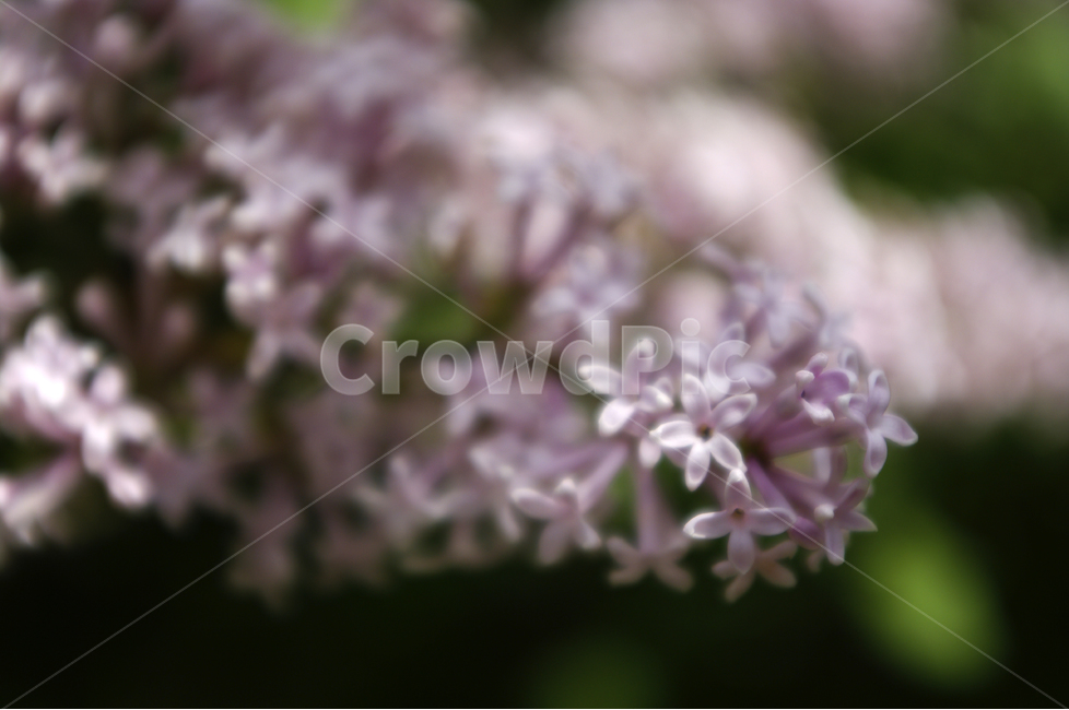 라일락,식물,자연,꽃,flower,color,식물,자연,plants,nature,꽃,flower