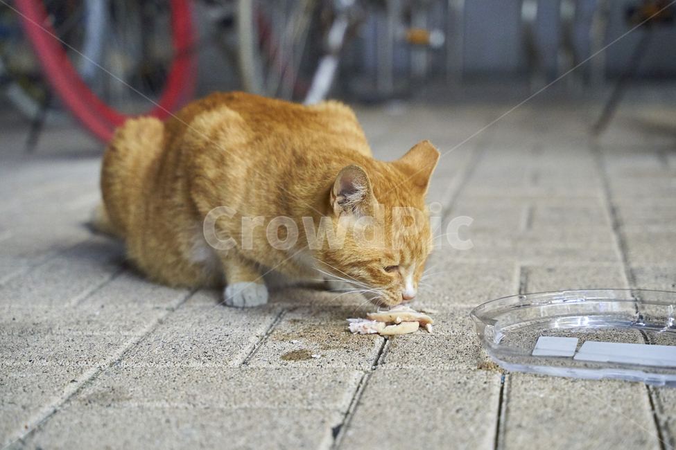 고양이,야옹이,길고양이,동물,먹이,배고픔,고양이밥,개냥이,동물,animal,포유류,mammal,고양이,cat,kitten,kitty