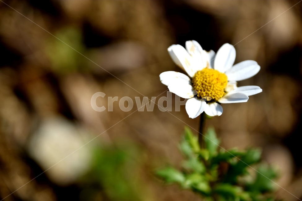 봄,꽃,맑음,오후,힐링,식물,자연,plants,nature,꽃,flower