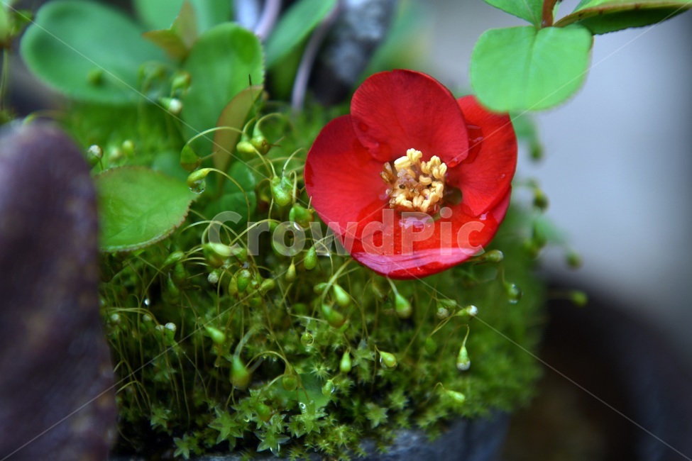 식물,꽃,감성사진,자연,flower,꽃사진,봄,봄꽃,계절,빗방울,비,감성,4월,spring,힐링,자연풍경,풍경,봄,계절,spring,season,식물,자연,plants,nature,꽃,flower,plant