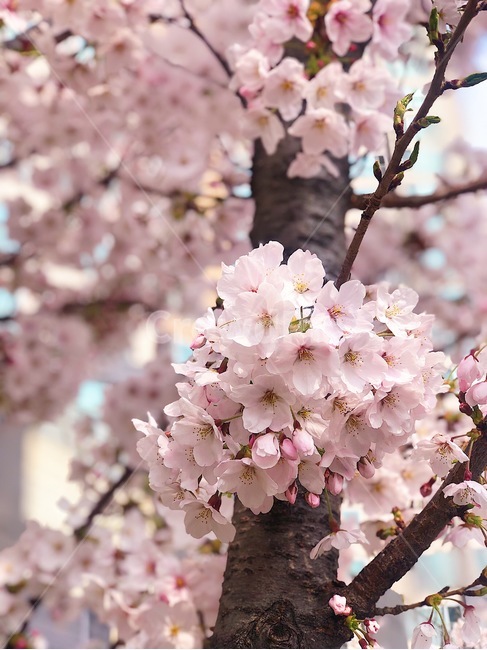 벚꽃,봄날,꽃,아름다움,벚꽃나무,봄,계절,spring,season,plant,식물,flower,blossom