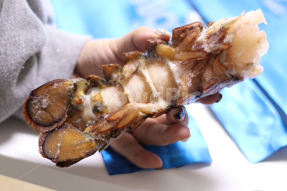 랍스타,해산물,랍스터,lobster,바닷가재