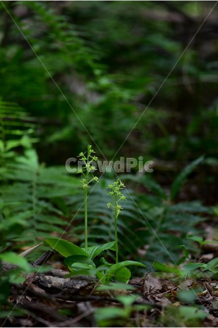 옥잠난초,야생화,꽃,식물,자연,생태,플라워,flower,plants,nature,식물,자연,plants,nature
