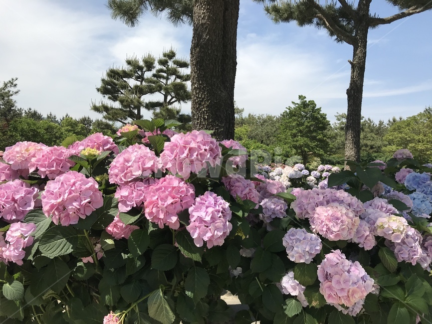 수국,꽃,봄,여름,제주,제주도,분홍색,핑크