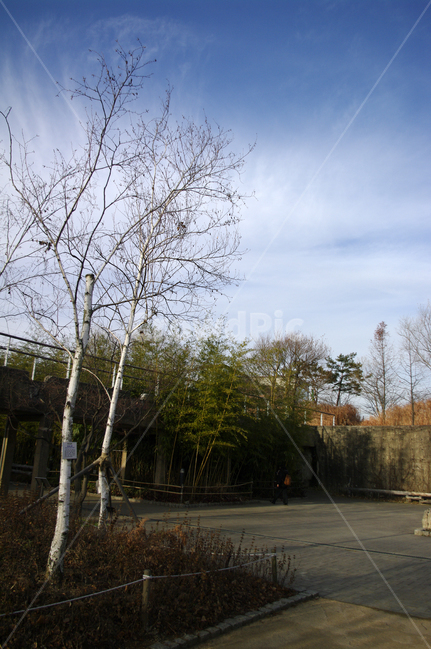 겨울,나무,공원,식물,plant,자작나무,하늘,구름,자연,풍경,nature,landscape,tree