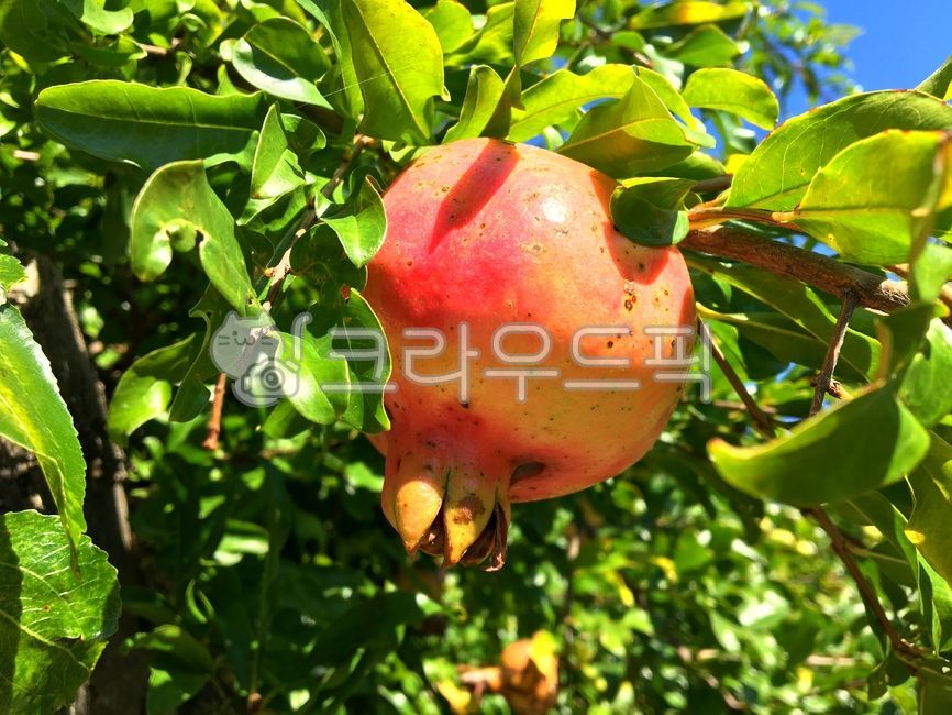 food,음식,fruit,과일,석류,가을