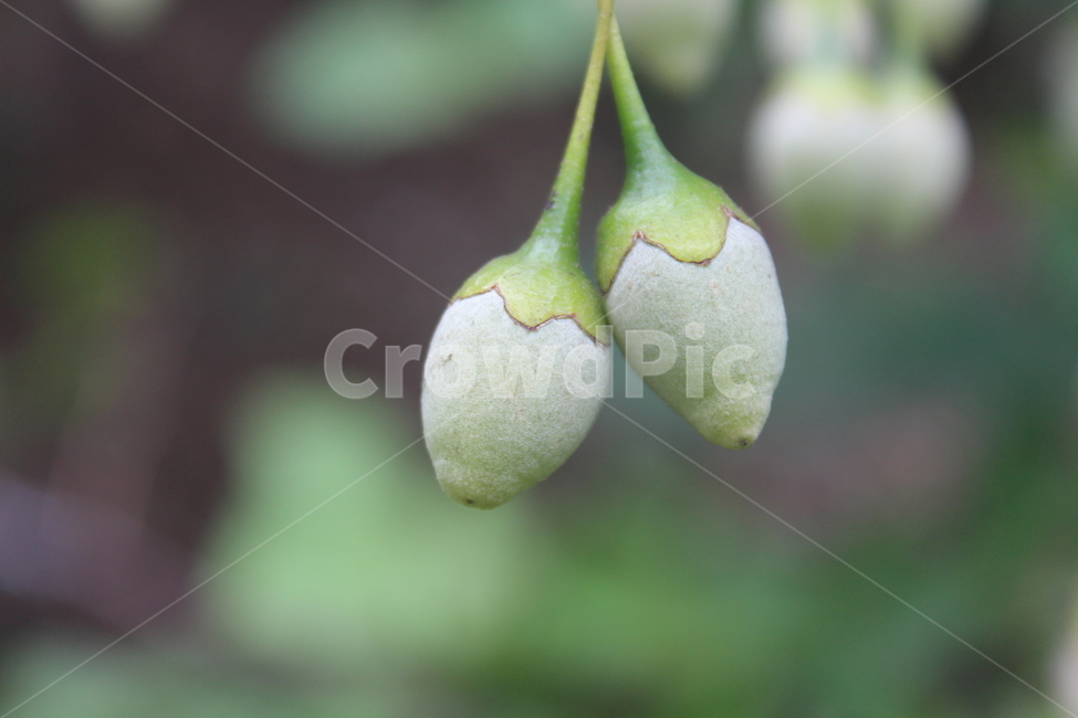 plant,식물,tree,fruit,green,식물,자연,plants,nature,꽃,flower
