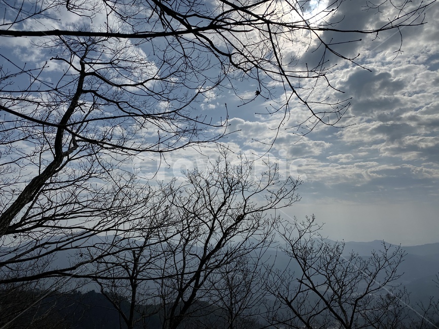 날씨,계절,나무,자연,nature