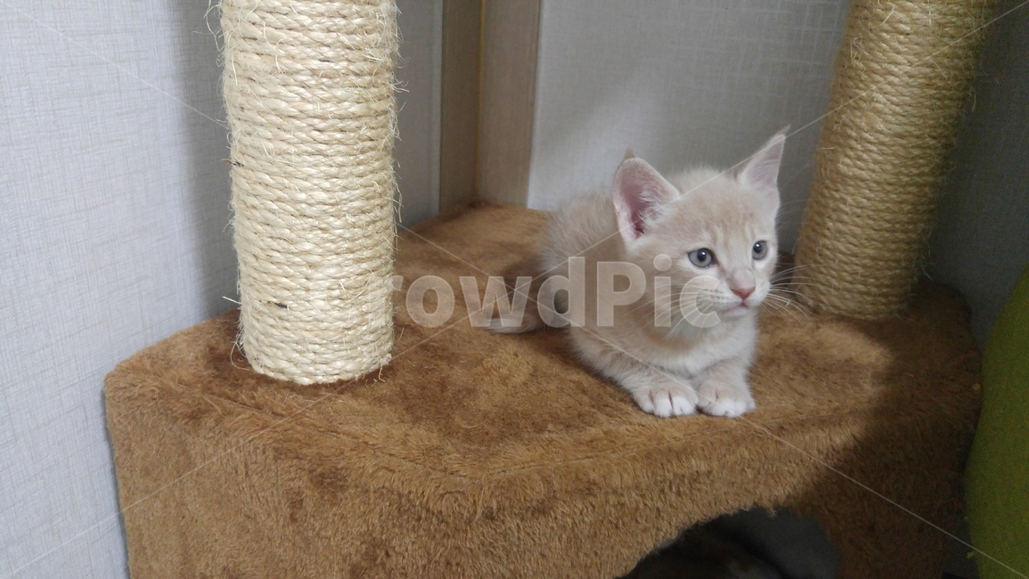새끼고양이,이쁜고양이,앉아있는고양이,귀여운아가냥이,고양이,동물,animal,포유류,mammal,고양이,cat,kitten,kitty