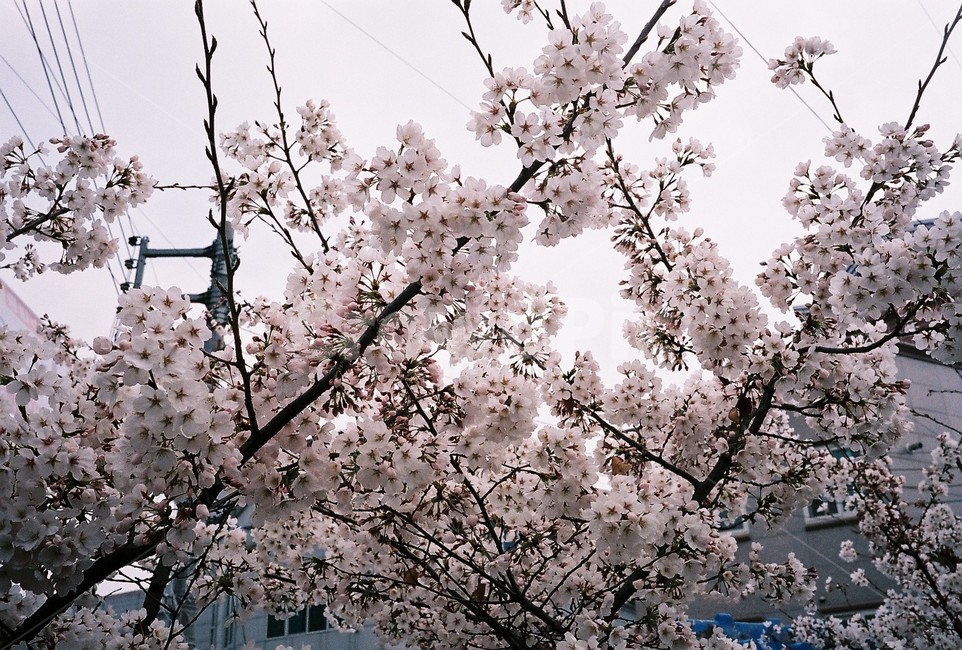 plant,식물,blossom,flower,벗꽃