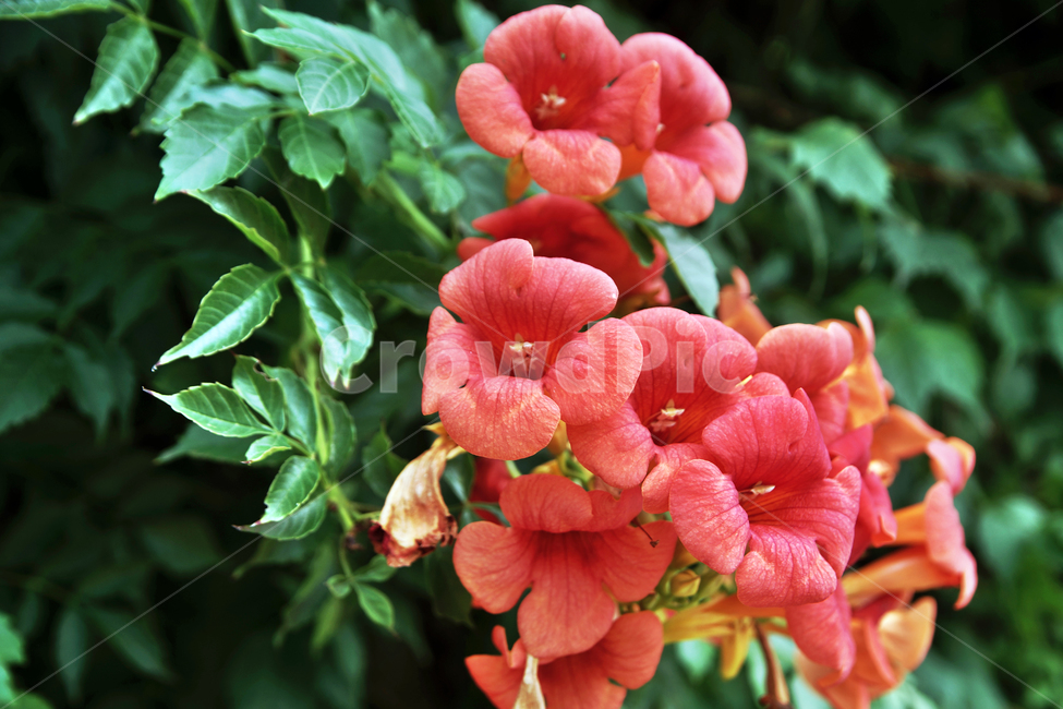 능소화,여름,계절,식물,꽃,식물,자연,plants,nature,꽃,flower